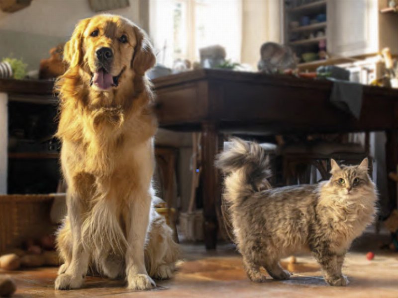 Migliorcane e migliorgatto le specialità italiane: ora anche in TV