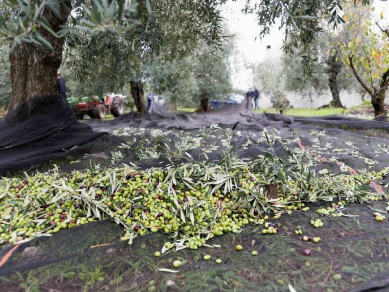 Olio d’oliva: in Italia i prezzi restano stabili intorno ai 9,5 €/kg