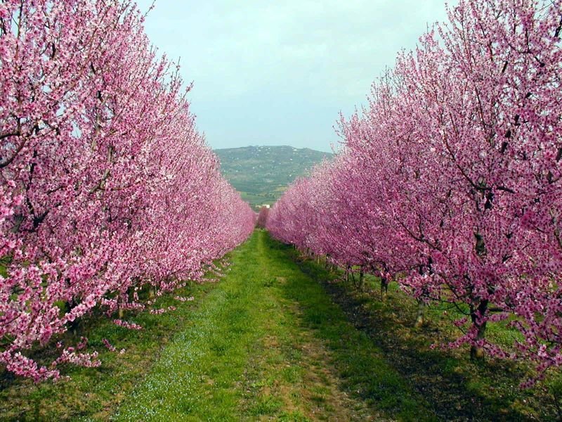 Ortofrutta, Agrintesa approda nel Mezzogiorno