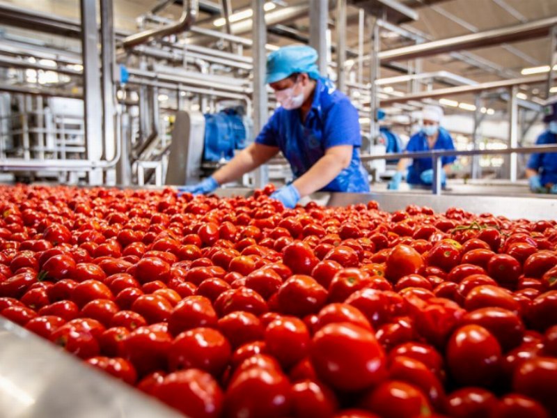 Pomodoro, Conserve Italia pronta ad assumere 1.350 lavoratori stagionali