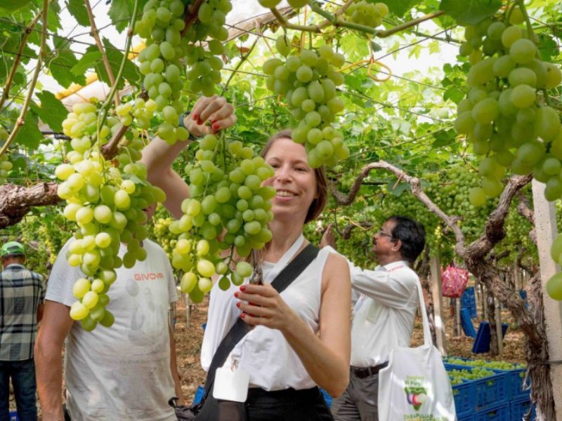 Promozione dell’uva da tavola e del suo territorio: torna Regina di Puglia