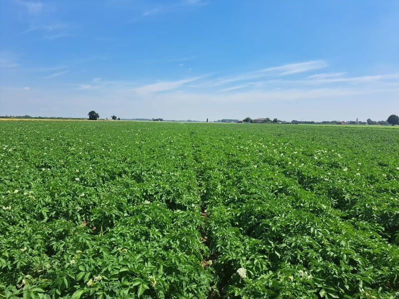 Unapa presenta i campi sperimentali per le patate