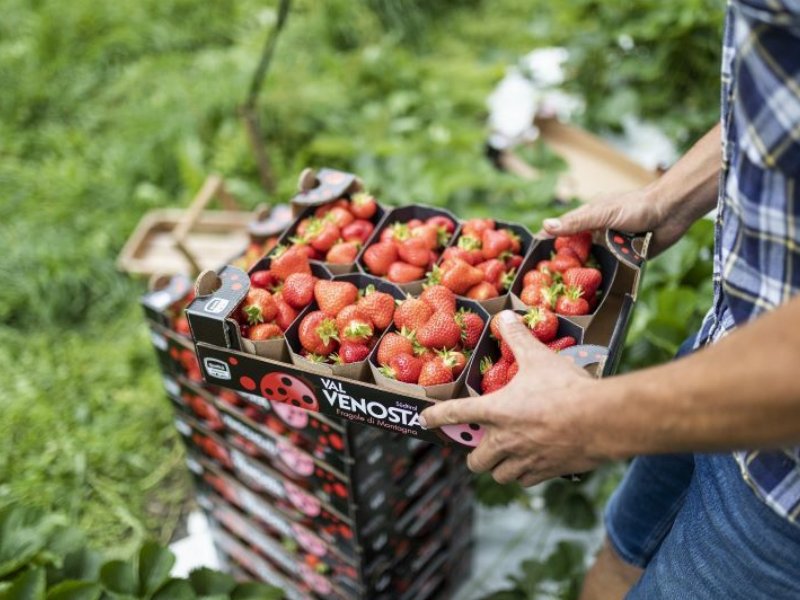 Vip: In arrivo le fragole di montagna e i berries