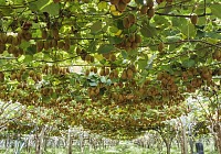 Zespri presenta i risultati del progetto Kvds per contrastare  la morìa del kiwi