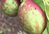 Drupacee e noce sotto pressione: Ri.Nova lancia Innova.Drupe