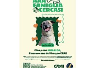 Crai insieme a Fondazione Cave Canem Ets per sostenere i cani in cerca di famiglia