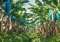 Fyffes punta a integrare l
