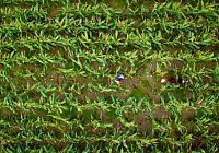 Purina Europa accelera sull’agricoltura rigenerativa:  superato il target 2025