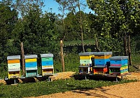 San Benedetto inaugura il primo apiario didattico: un progetto educativo e sostenibile