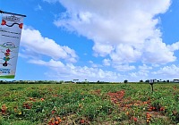 La Doria ed Evja: collaborazione per una filiera del pomodoro da industria più sostenibile
