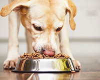 Linea di pet food