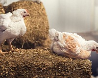 Eataly ottiene la conformità agli standard in allevamento dello European Chicken Commitment