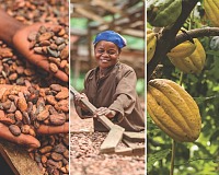 Icam pubblica il bilancio di sostenibilità 2024: emissioni -30%, cacao tracciato al 95%