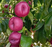 Naturitalia spinge su IV gamma e sviluppo della campagna estiva