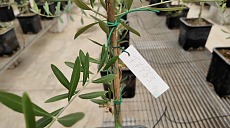 Video: Salov sigla una partnership per contrastare la Xylella fastidiosa