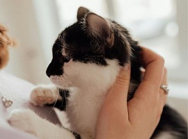 Sanicat on “cat parenting”: 7 Italians out of 10 consider their cat a family member