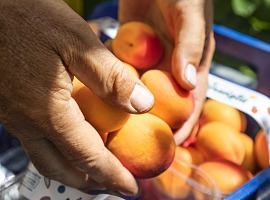 Orogel Fresco consolida la crescita e accelera sull’espansione