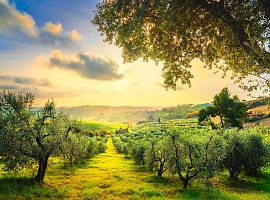 UniCredit e Mediocredito Centrale supportano O.P. Natura Dauna con un minibond Esg da 10 milioni per promuovere occupazione e sostenibilità nel settore agroalimentare
