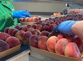 Op Kiwi Sole, al via alla campagna estiva della frutta a nocciolo