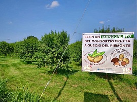 Life prosegue la scommessa delle noci e mandorle piemontesi e avvia il nuovo raccolto