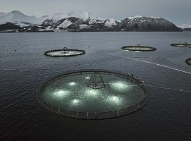 Ambienta creates an aquaculture platform to meet demand for sustainable fish products