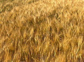 Sgambaro: grano proteico sempre più raro e costi in aumento del 10%