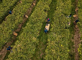 Gruppo Masi: vendemmia 2026 nettamente precoce e complessa, ma con uve di buona qualità