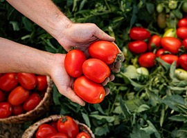 Pomodoro: l’Italia si conferma regina di export. In crescita anche i consumi interni