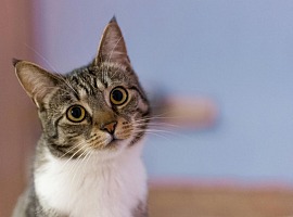 3° Barometro Felino di Sanicat: oltre il 60% dei gatti in Italia arriva da salvataggi o adozioni