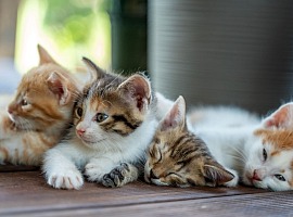Mondo pet, i consumatori controllano la qualità