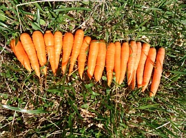 Natura Iblea apre la stagione commerciale 2026 della Carota Novella siciliana. Stimate 5.200 tonnellate