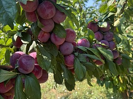 Op Kiwi Sole traccia un bilancio sulla campagna estiva della frutta a nocciolo