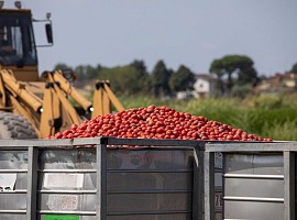 Pomodoro, lavorazione a pieno regime per Conserve Italia tra innovazione, sostenibilità e qualità 100% italiana