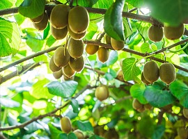 Zespri: crescita dei volumi e disponibilità prolungata per il SunGold dell’emisfero Nord