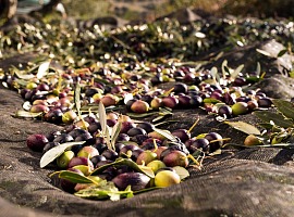 Carapelli sulla nuova annata olearia: per la variabilità climatica serve la flessibilità di filiera