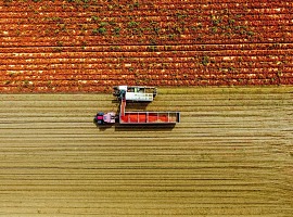 Mutti: lavorate oltre 728 mila tonnellate di pomodoro e qualità mai così alta