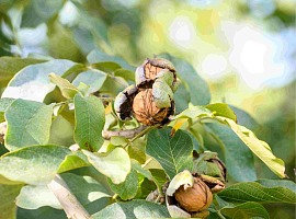 Con la Giornata della Noce 2026 è iniziata la raccolta delle Noci di Romagna