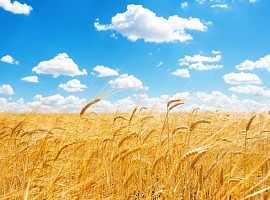 Agroalimentare, I trimestre 2026: tiene il settore, cresce l’industria alimentare