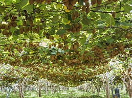 Zespri svela il piano per il kiwi italiano: innovazione satellitare e sostenibilità