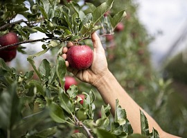 Vog e Gallo Rosso: collaborazione per promuovere il meglio dell’Alto Adige