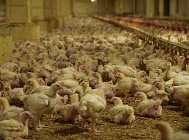 Report sul benessere dei polli allevati per la carne in Europa: Italia fanalino di coda