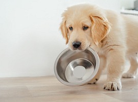 Campana Pet accelera sull’espansione lungo la Penisola e cerca nuovi agenti