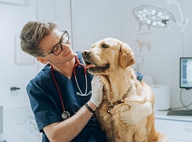 Petcare: ogni proprietario spende 900 euro all
