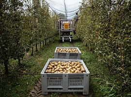 Op Kiwi Sole: la campagna pere 2026 è molto positiva sia per volumi sia per qualità