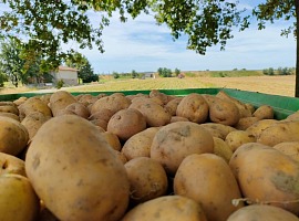 Borsa Patate di Bologna: carenze produttive e aumento dei costi faranno impennare i prezzi
