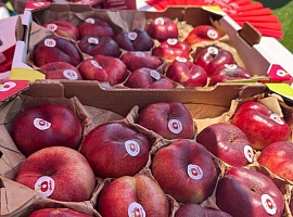 Ondine chiude una campagna 2026 positiva e rafforza il posizionamento premium delle nettarine piatte
