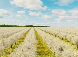 California Prune Board ottiene un finanziamento per rafforzare la promozione internazionale