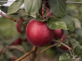 Vip consolida il buon andamento delle mele e rafforza lo sviluppo dei prodotti stagionali