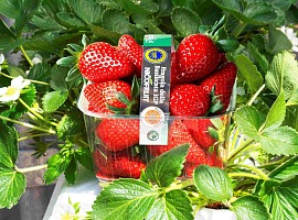 Fragola Matera chiude la stagione 2026 in crescita con 9,5 milioni di cestini distribuiti