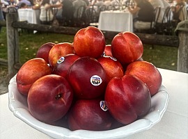 Pesca e Nettarina di Romagna Igp, buoni risultati in Italia e Germania